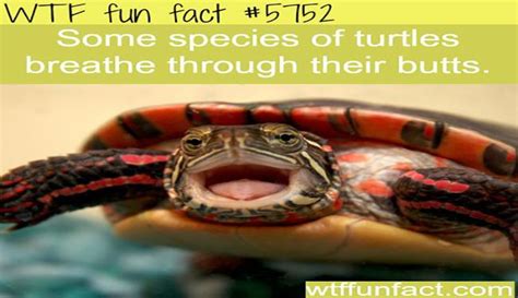 14 Wtf True Facts About Turtles Wtf Fun Facts Turtle Facts Fun Facts