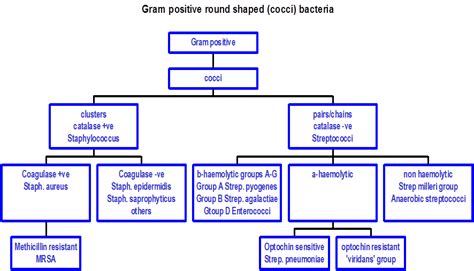 Gram positive coccigram positive coccigram positive coccigram positive coccigram positive coccigram positive coccigram positive cocci. Microbiological Virulence Factors at Imperial College ...