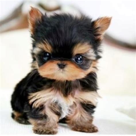Acute Little Yorkie Puppy Fabulous Furbabies Pinterest