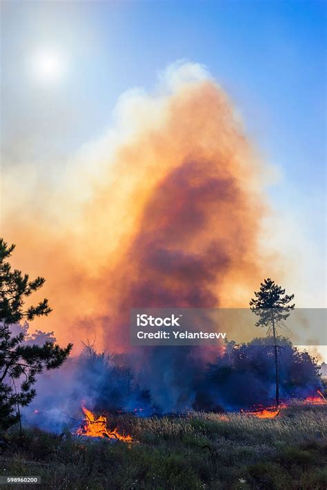 Wind Blowing On A Flaming Trees During A Forest Fire Stock Photo