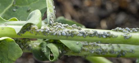 Aphids On A Broccoli Stem Broccoli Plant Vegetables Insect Pest