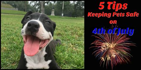 5 Tips To Keep Pets Safe On 4th Of July And In The Summer