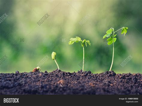Plant seed growing concept. Water rain water plants. Plants need water. Small plants. Plants ...