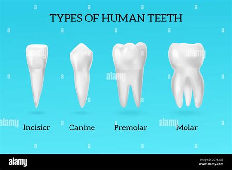 Types Of Human Teeth Realistic Set With Incisor Canine Premolar And