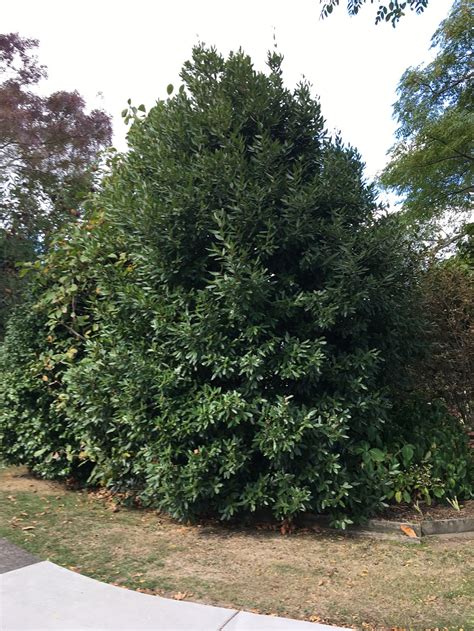 Laurus Nobilis Bay Laurel Black Bridge Nurseries