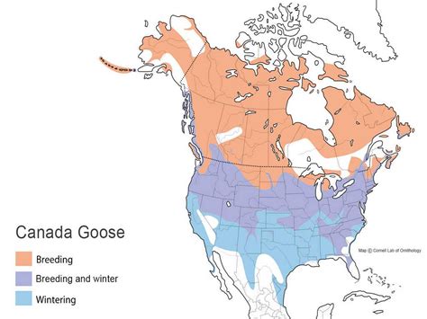 Canada Goose Types Of Ducks And Geese