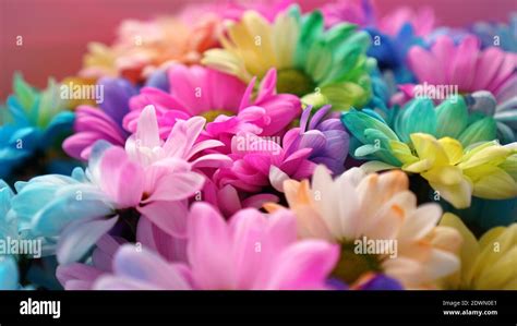 Rainbow Daisies Rainbow Flower Bouquets Of Blossom Rainbow Flowers
