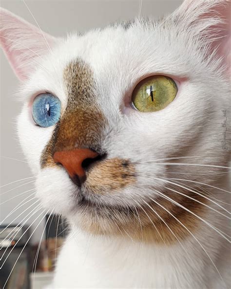 Meet Bowie The Coolest Rescue Cat Of All Time 10 Pics Potw