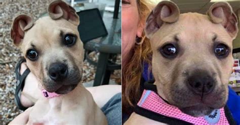 But this is the average time, so sometimes puppies may open their eyes a day or two earlier or later than that. Rescued pit bull is named 'Cinnamon' because of her unique curled ears