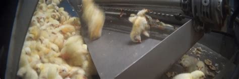 Chicks Crushed And Drowned At Us Hatchery Animal Equality Uk
