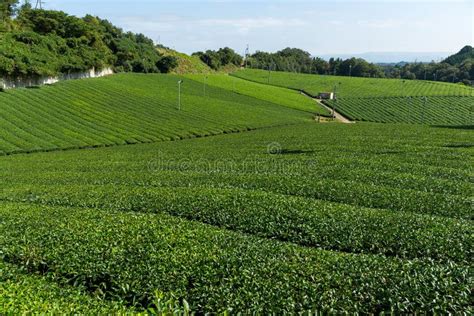 Green Tea Farm Stock Photo Image Of Beauty Growth Summer 92329154