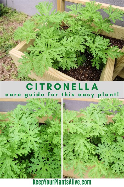 The Complete Citronella Plant Care Guide Keep Your Plants Alive