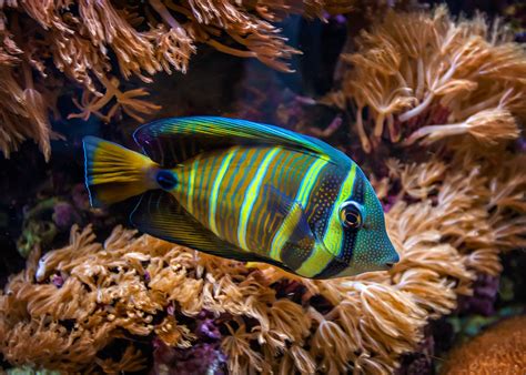 Tropical Fish Free Photo Download Freeimages