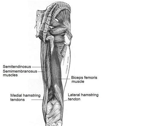 Leg Muscle Diagram Hamstring
