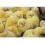 Chicks  Stock Image E764/0333 Science Photo Library