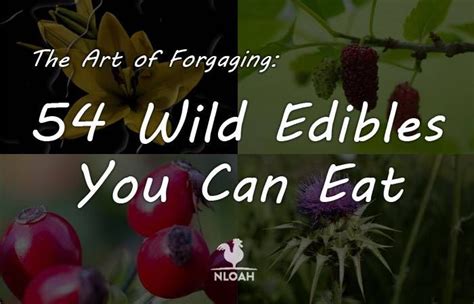 The Art Of Forgaging 54 Wild Edibles You Can Eat Wild Edibles