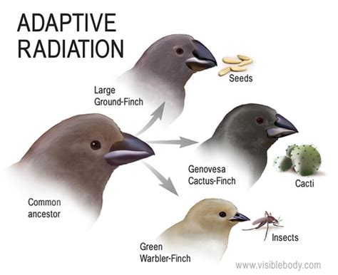 Darwin S Finches Keep Evolving