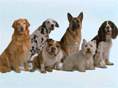 Cómo Elegir A Tu Perro Adiestrar Perros Razas De Perros Fotos De Cachorros