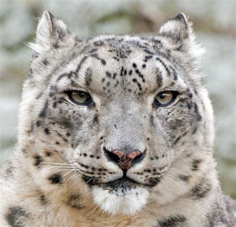 Filesnow Leopard Relaxed Head