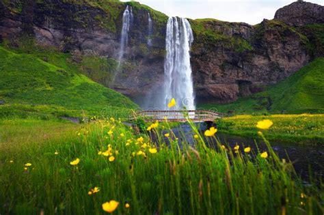 Seljalandsfoss Waterfall In Iceland With Flowers In The Foreground