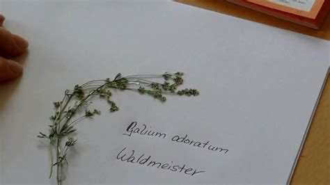Certain families, genera släkten or species arter. Herbarium Deckblatt Vorlage Zum Ausdrucken Kostenlos