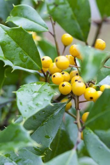 In addition, ease of growth and disease resistance add to … read more. 10 Best Trees & Shrubs for Wildlife (With images) | Shrubs ...
