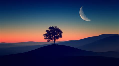 Then you're in the right place! Tree Alone Dark Evening 4K HD Wallpapers | HD Wallpapers | ID #31741