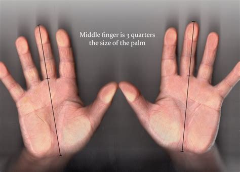Finger Length Long Vs Short Lawrence Rook