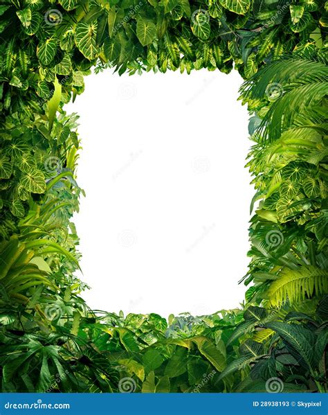 Jungle Border Frame With Tropical Green Leaves Greeting Card On White