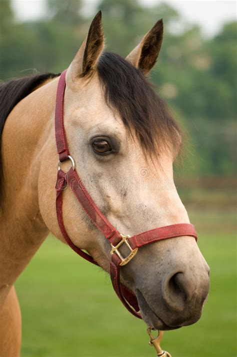 Grulla quarter horse stallion kansas city twister. Alert Buckskin Quarter Horse Stock Photo - Image: 15344808