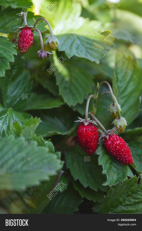 Red Wild Strawberries Image And Photo Free Trial Bigstock