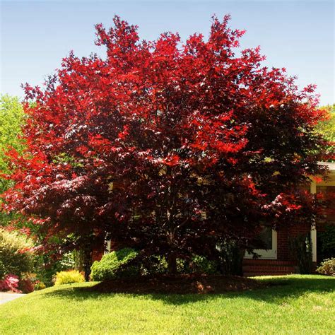 Emperor Japanese Maples For Sale