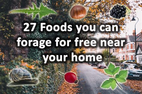 27 Foods You Can Forage For Free Near Your Home Self Sufficient