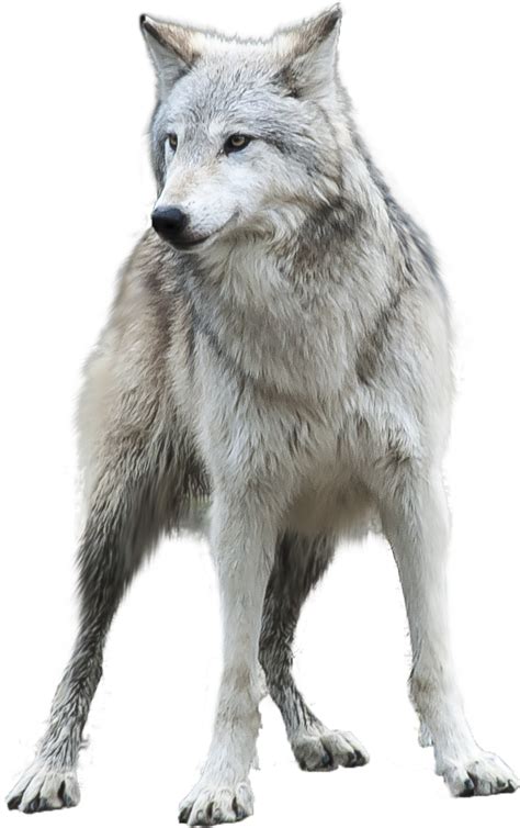Download transparent white wolf png for free on pngkey.com. HQ Wolf PNG Transparent Wolf.PNG Images. | PlusPNG