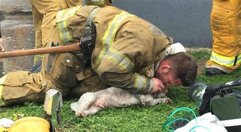 A Firefighter Rescued A Dog From Burning Building And Then Saved Its