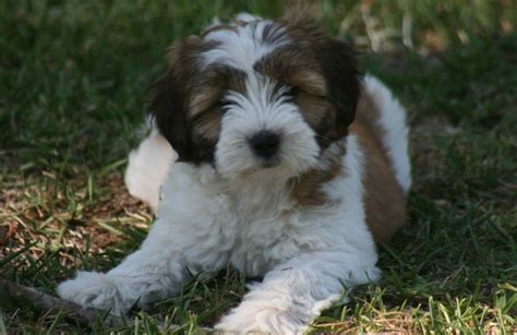 Tibetan Terrier Puppies 3 | Tibetan terrier, Terrier puppies, Terrier