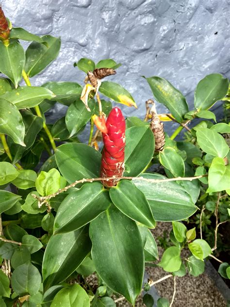 Whats This Plant With A Waxy Red Flower Nature And Garden Forum