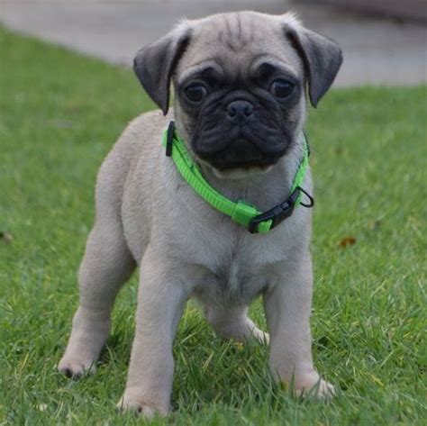 Welcome to our puppies for sale indianapolis (& fort wayne) directory! Pug Puppies For Sale | Fort Lauderdale, FL #321301