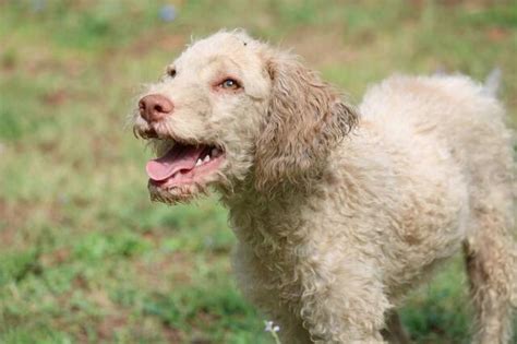 Wie komme ich zu einem lagotto; Baruk, Lagotto Romagnolo (Mix?) (Welpe(n)) sucht ein ...