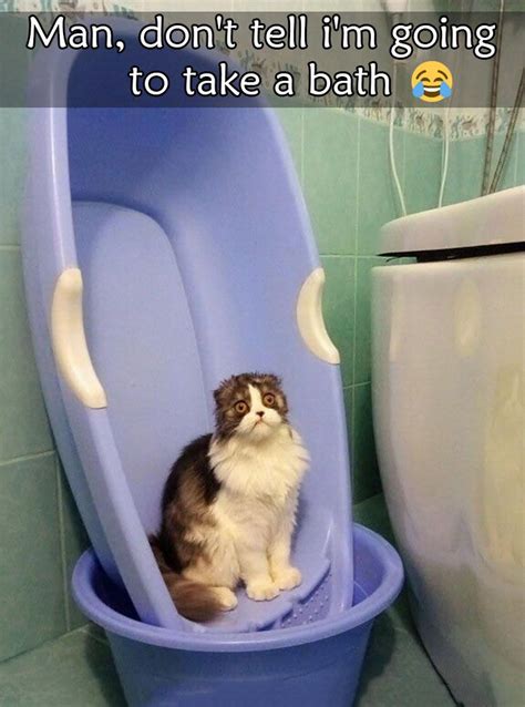 Funny Funnyanimals Cats Cat Bath Cats Animal Memes