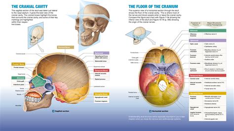 72 The Skulls 8 Cranial Bones Protect The Brain And Its 14 Facial Bones Form The Mouth Nose