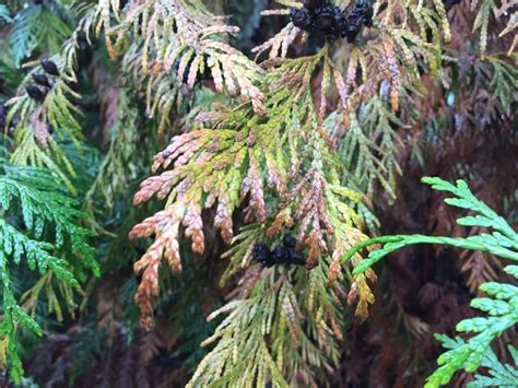 Western Red Cedar Tree Dying 379103 Ask Extension