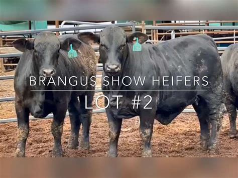 Brangus Show Heifers Jandj Cattle Co