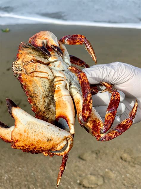 Rock Crab West Coast Crabbing West Coast Coast Golden State