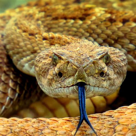 Sunday Snapshot: A Close Encounter With an Arizona Rattlesnake