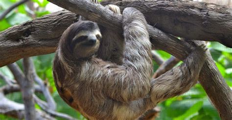 Free Stock Photo Of Sloth