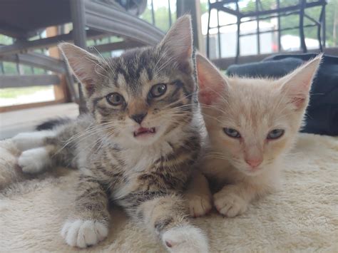 Kitten Siblings Raww