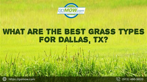 What Are The Best Grass Types For Dallas Tx Gomow