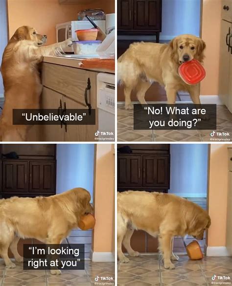 People Are Sharing Hilarious Pics Of Pets Stealing Food