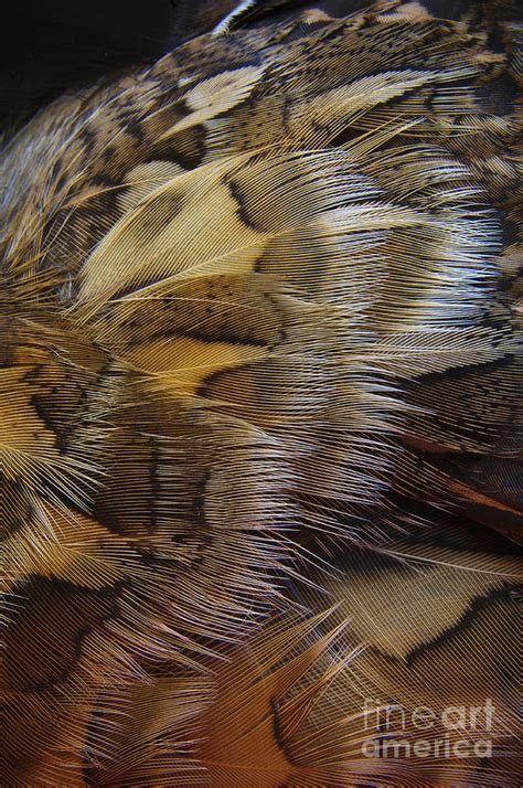Ruffed Grouse Feathers 3 Photograph By Chip Laughton